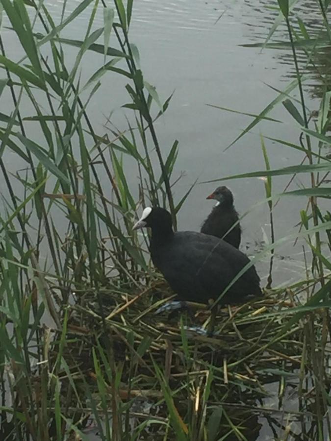 Logies De Meerkoet Brujas Exterior foto